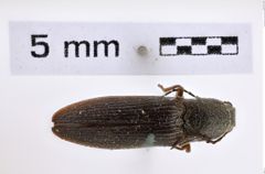 Foto (Dorsalansicht) von Proludius angusticollis (NHMW-ZOO-COL-0007999)